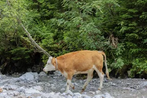 Holstein Friesian cattle crossing a creek on an alpine pasture