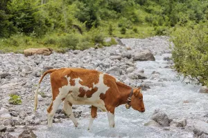 Holstein Friesian cattle crossing a creek on an alpine pasture