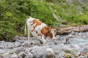Holstein Friesian cattle crossing a creek on an alpine pasture