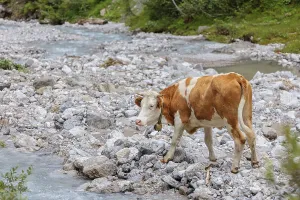 Holstein Friesian cattle crossing a creek on an alpine pasture