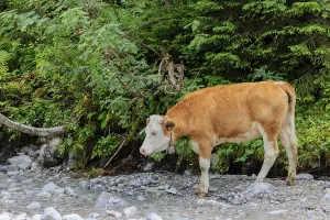 Holstein Friesian cattle crossing a creek on an alpine pasture