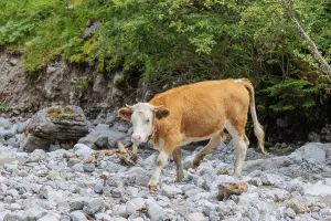 Holstein Friesian cattle crossing a creek on an alpine pasture