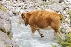 Holstein Friesian cattle crossing a creek on an alpine pasture