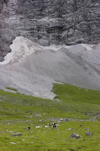 Holstein Friesian cattle grazing on the alpine pasture
