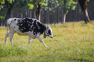 A Holstein Friesian cattle grazing on the alpine pasture with maple trees
