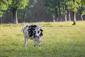A Holstein Friesian cattle grazing on the alpine pasture with maple trees