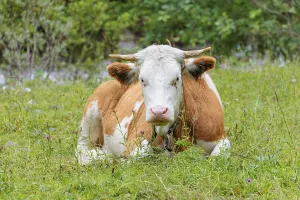 Holstein-Friesian cattle grazing on a mountain pasture in steep terrain