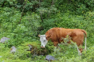 Holstein-Friesian cattle grazing on a mountain pasture in steep terrain