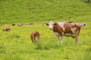 Holstein Friesian cattle stand grazing on a green meadow