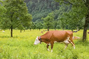 Holstein Friesian cattle stand grazing on a green meadow with maple trees