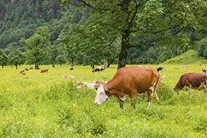 Holstein Friesian cattle stand grazing on a green meadow with maple trees