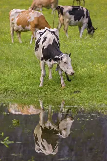 Holstein Friesian cattle stand on a green meadow at a puddle and drink