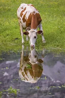 Holstein Friesian cattle stand on a green meadow at a puddle and drink