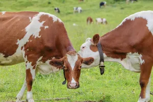 A Holstein Friesian cow grooms another cow standing in the meadow
