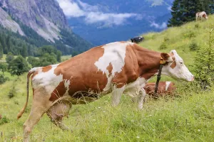 A Holstein Friesian cow walks across a meadow on a sunny day with an alpine mountains range in the background