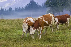 Two Holstein Friesian cows stand fighting in a meadow on a foggy day