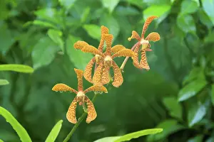 Holttumara Hari Afghan orchid, blossoms