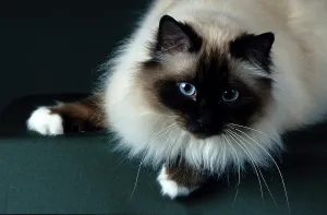 Holy Birman, 5 year old male tomcat