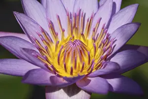 Category Historic EN Prints: Holy flower Lotus blue water lily Nymphaea caerulea