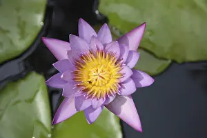 Category Historic EN Prints: Holy flower Lotus blue water lily Nymphaea caerulea