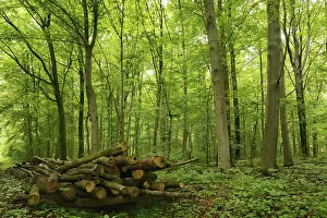 Holzpolter on the edge of a deciduous forest