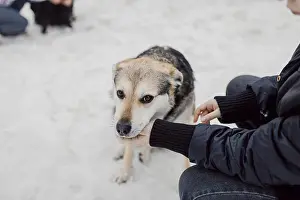 Homeless cute dog looks with sad and kind eyes at a person in a shelter for homeless animals