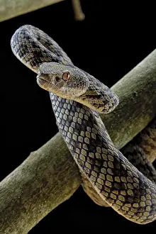Hon Son Pit Viper (Trimeresurus honsonensis)