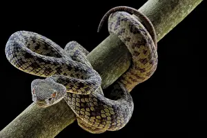 Hon Son Pit Viper (Trimeresurus honsonensis)