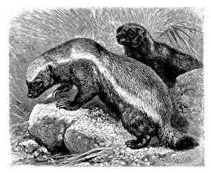 Honey badger, Mellivora capensis)