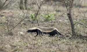 Honey badger (Mellivora capensis)