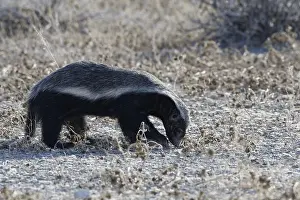 Honey badger (Mellivora capensis)