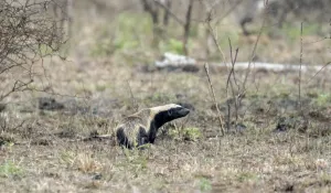Honey badger (Mellivora capensis)