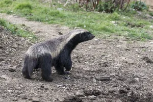 Honey Badger (Mellivora capensis) wandering around his territory