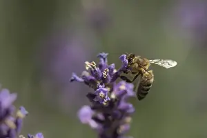 Honey bee (Apis mellifera)