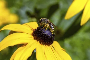 Honey bee (Apis mellifera) collecting nectar on a coneflower (Rudbeckia hirta)