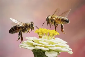 Honey bee (Apis mellifera), in flight
