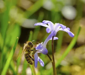 Honey bee (Apis mellifera) on flower of snow pride (Chionodoxa luciliae)