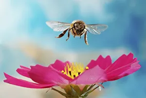 Honey bee (Apis mellifera), flying over pink flower of a Cosmos (Cosmos)