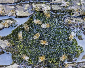 Honey bee (Apis mellifera), Germany, Europe