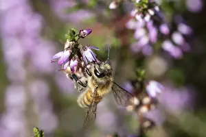 Honey bee (Apis mellifera) on heather (Calluna vulgaris)