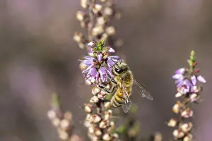 Honey bee (Apis mellifera) on heather (Calluna vulgaris)