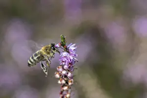 Honey bee (Apis mellifera) on heather (Calluna vulgaris)