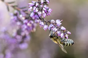 Honey bee (Apis mellifera) on heather (Calluna vulgaris)