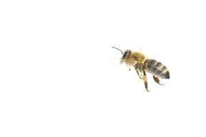 Honey bee (Apis mellifera), insect