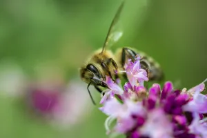 Honey bee (Apis mellifera) on a purple blossom