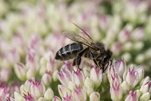 Honey bee (Apis mellifera) on stonecrop (Sedum spectabile)