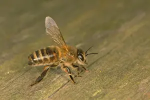 Honey bee (Apis mellifera), Western honey bee
