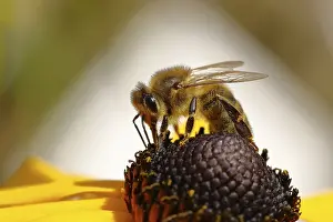 Honey bee (Apis mellifera) on yellow coneflower (Echinacea paradoxa)