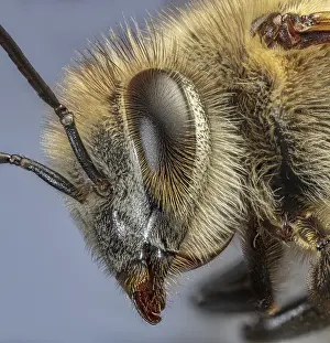Honey Bee Close Up, Apis Sp