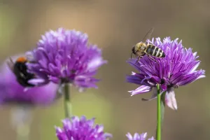 Honey bee collecting nectar from chives plant blossom